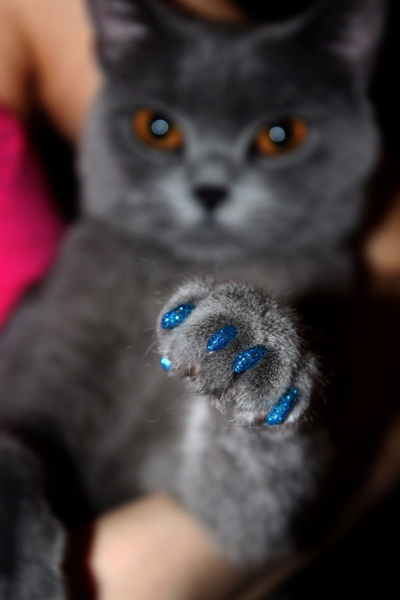 Носки с котом