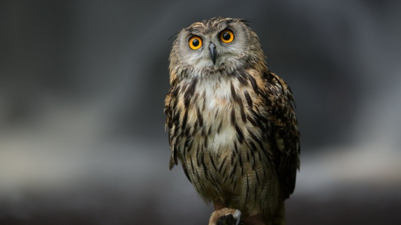 Длиннохвостая неясыть (Strix uralensis)