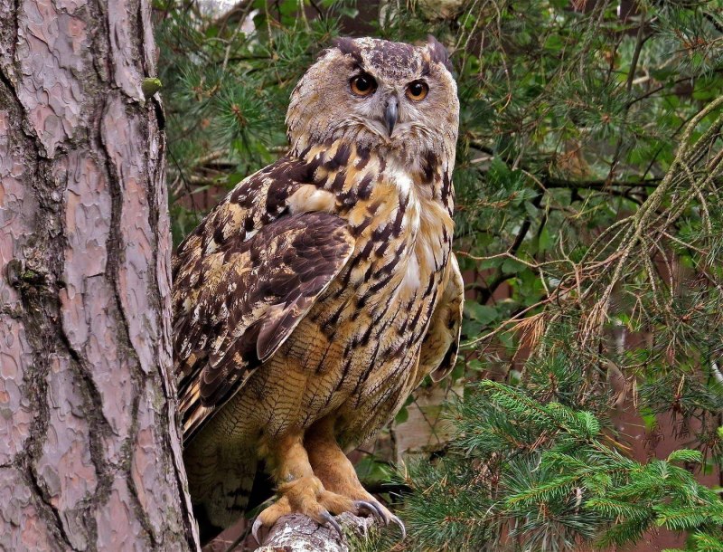 Длиннохвостая неясыть (Strix uralensis)