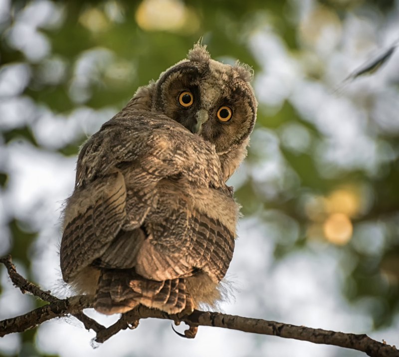 Бородатая неясыть (Strix nebulosa)