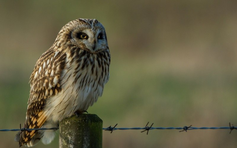Длиннохвостая неясыть (Strix uralensis)