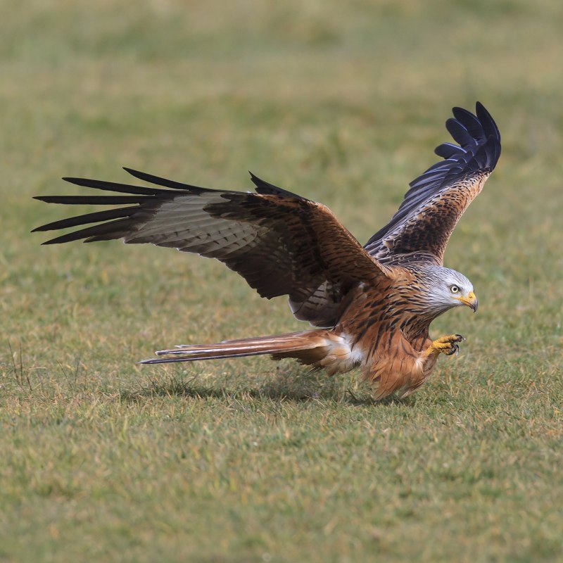 Красный Коршун 6 Milvus Milvus