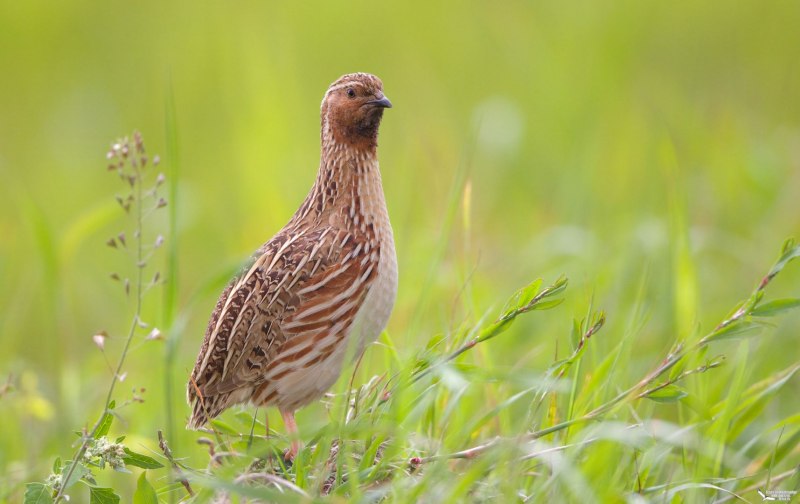 Перепел (Coturnix Coturnix (l.),