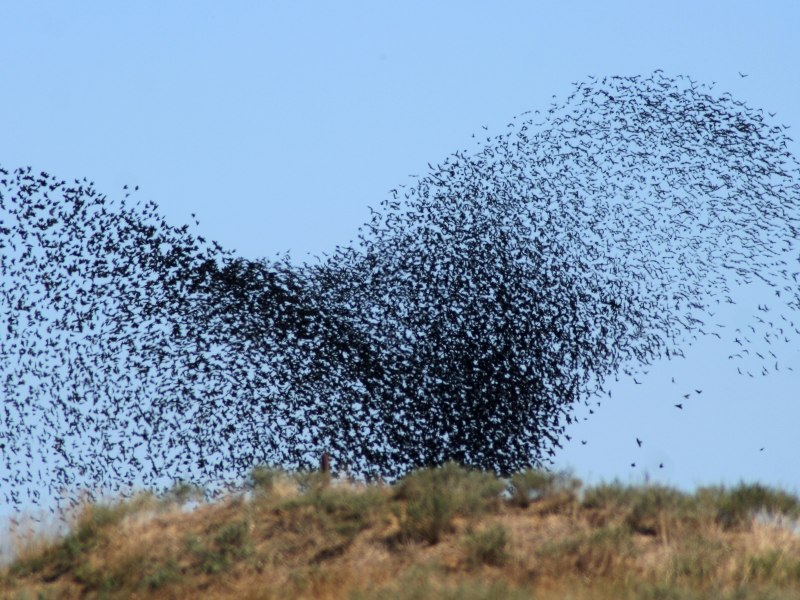 Swarm Рой