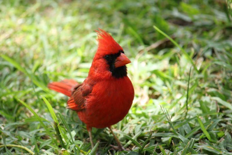 Northern Cardinal птица