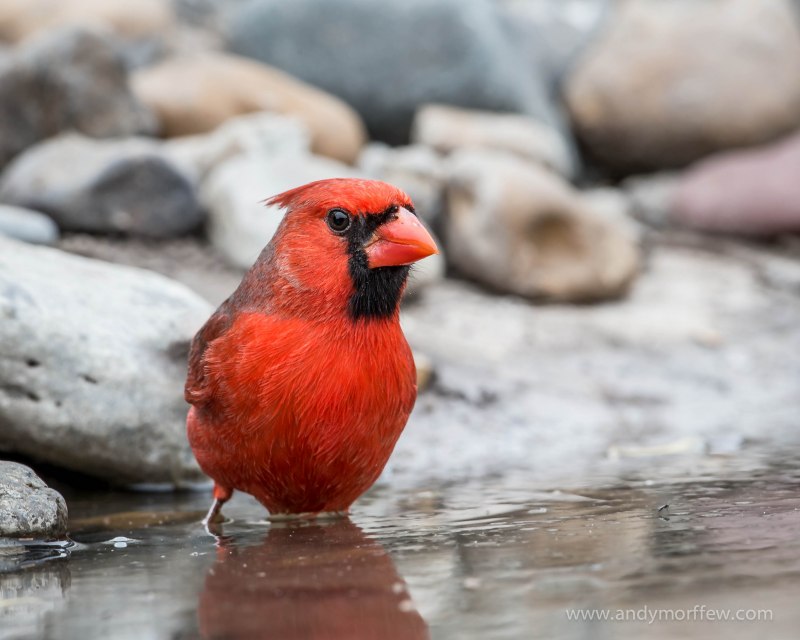 Female Cardinal Chirping