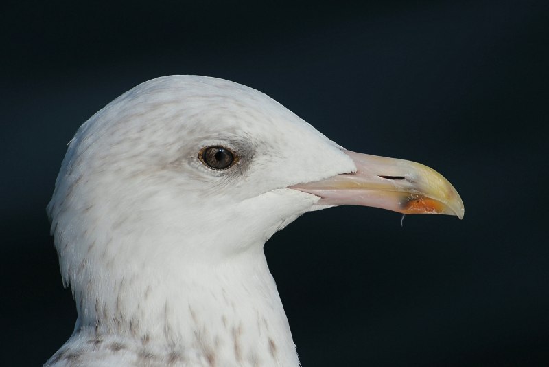 Серебристая Чайка Larus argentatus