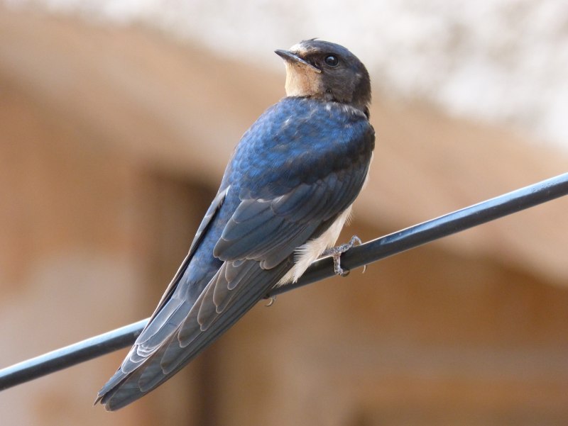 Деревенская Ласточка – Hirundo Rustica