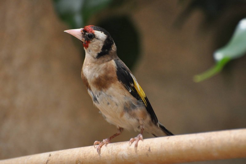 Седоголовый щегол (Carduelis caniceps)