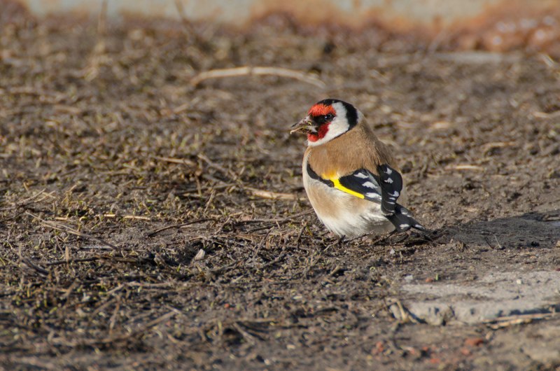Седоголовый щегол (Carduelis caniceps)