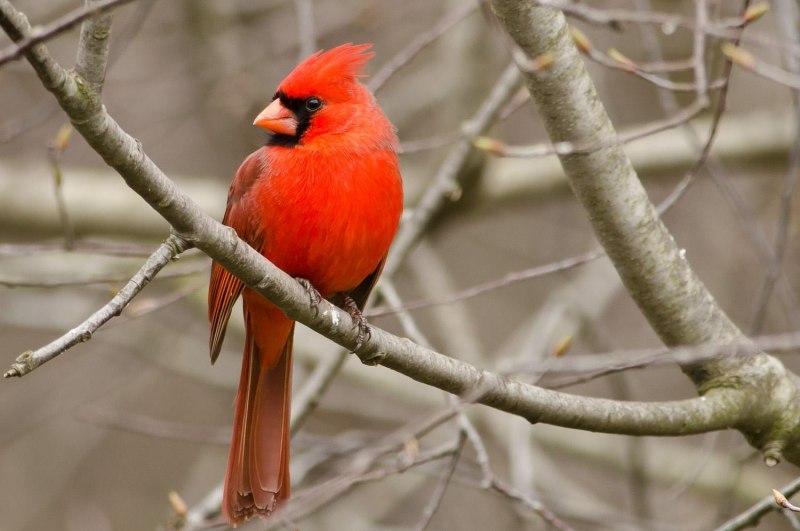 Red Cardinal птица