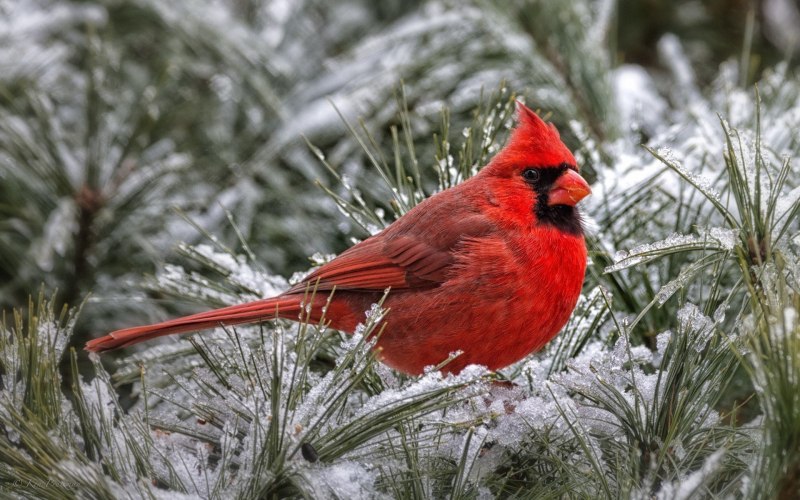 Красный кардинал птица (43 фото)