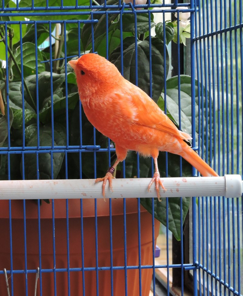 Коралловая канарейка
