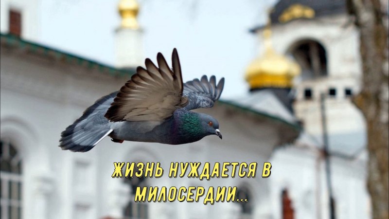 Серый голубь в полете