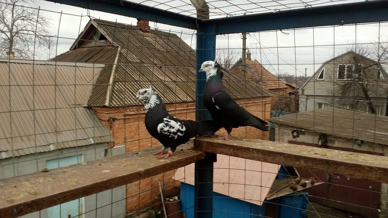 Бакинские бойные голуби красные