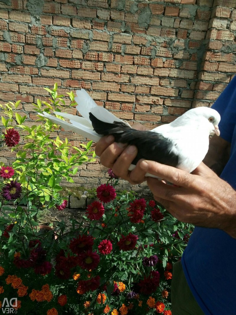 Бакинцы бойные мраморные