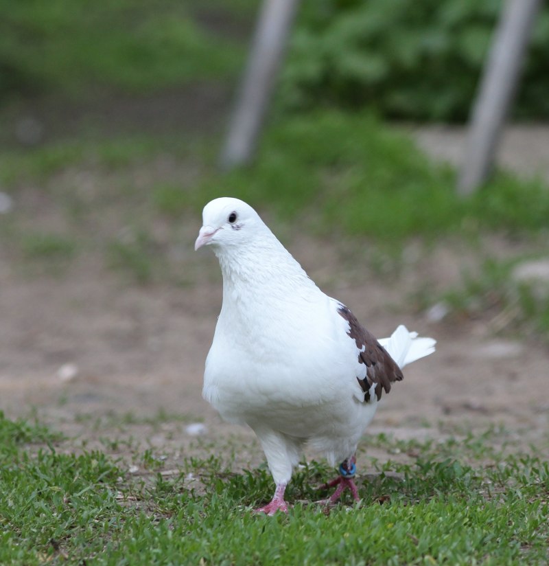 Бакинский бойный