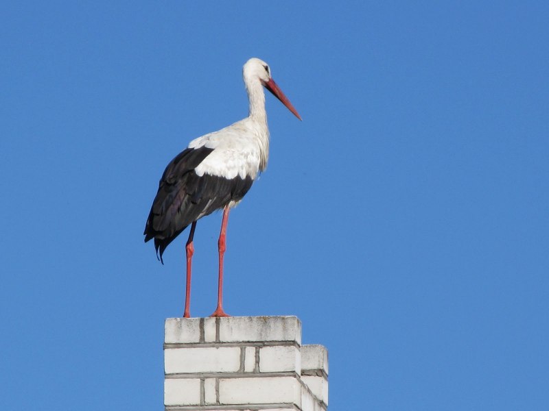 Глаза аиста