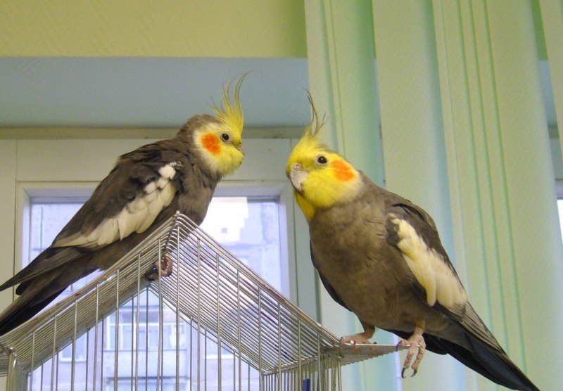Зубы у кореллы