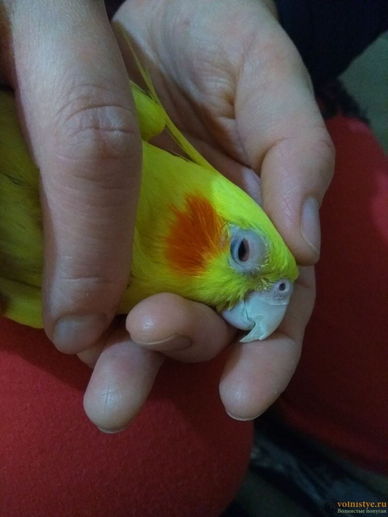 Корелла Радужная