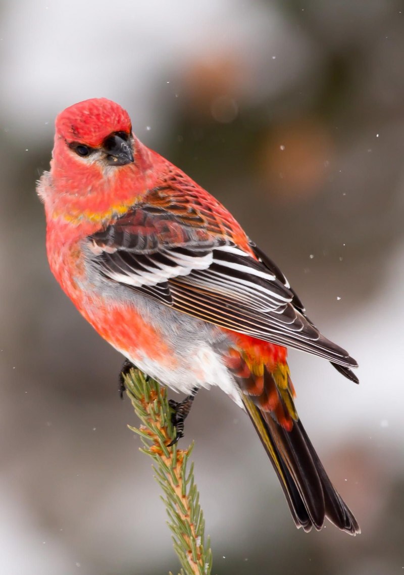 The Pine Grosbeak (pinicola enucleator)