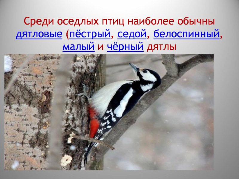 Оседлые птицы зимой