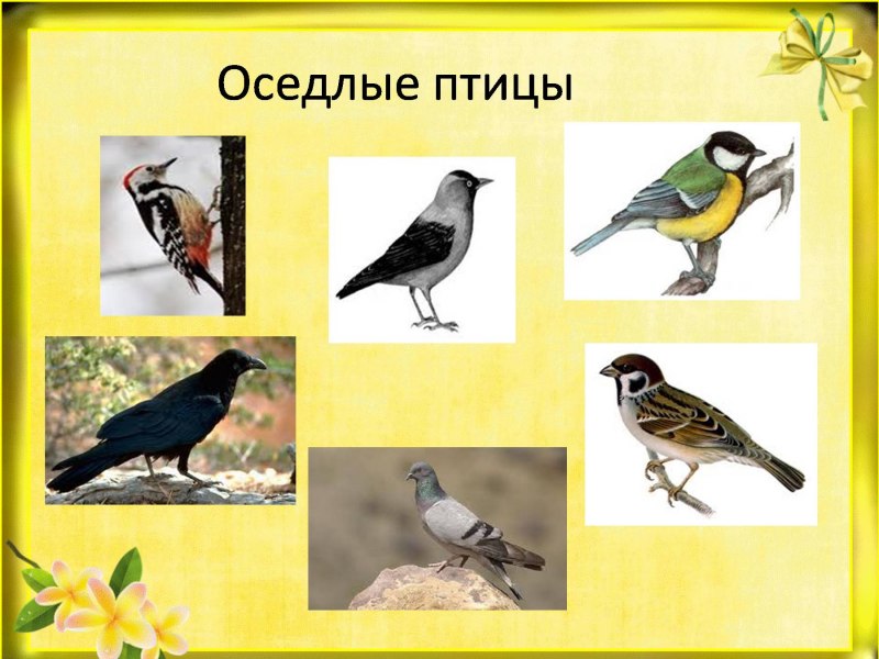 Зимующие оседлые птицы