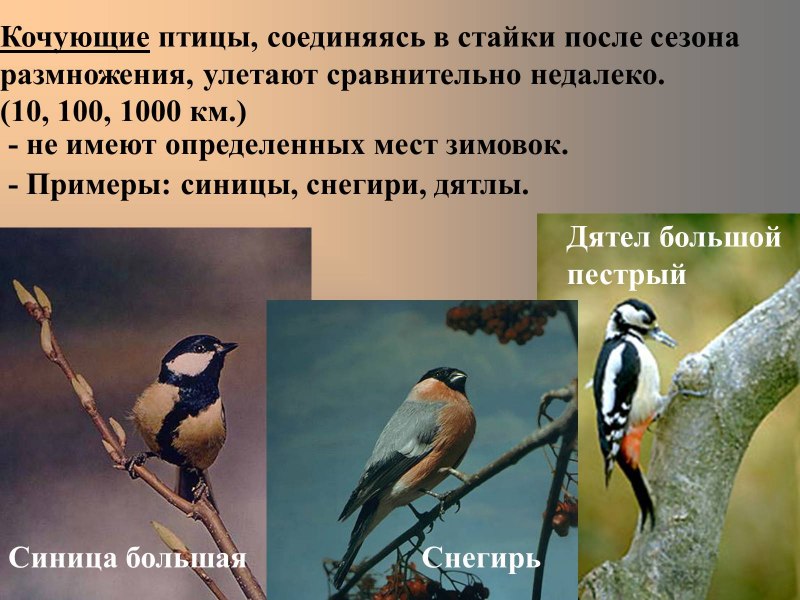 Оседлые Кочующие и перелетные птицы