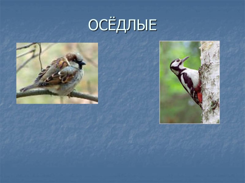 Зерноядные птицы России