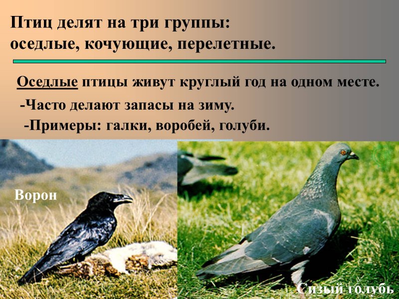 Длиннохвостая Расписная синица