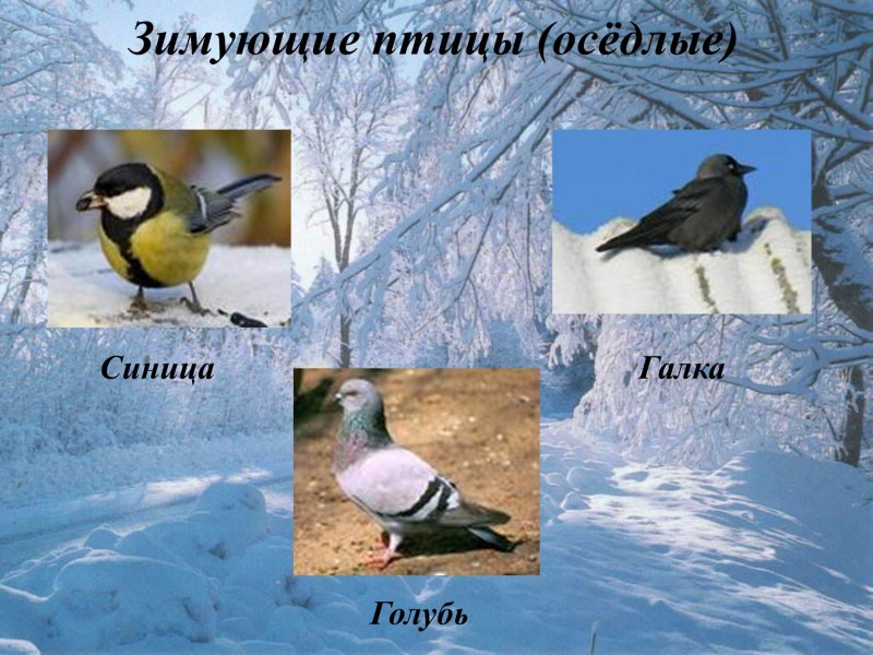 Сезонные птицы