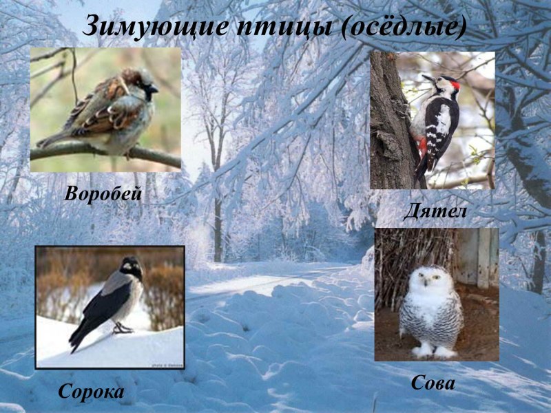 Перелетные птицы Западной Сибири