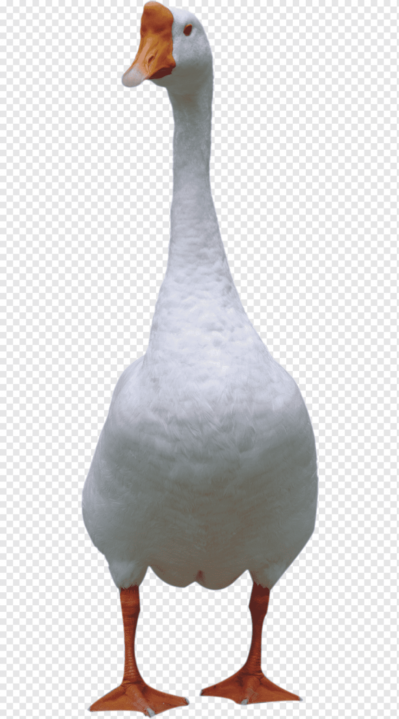 Белый Гусь