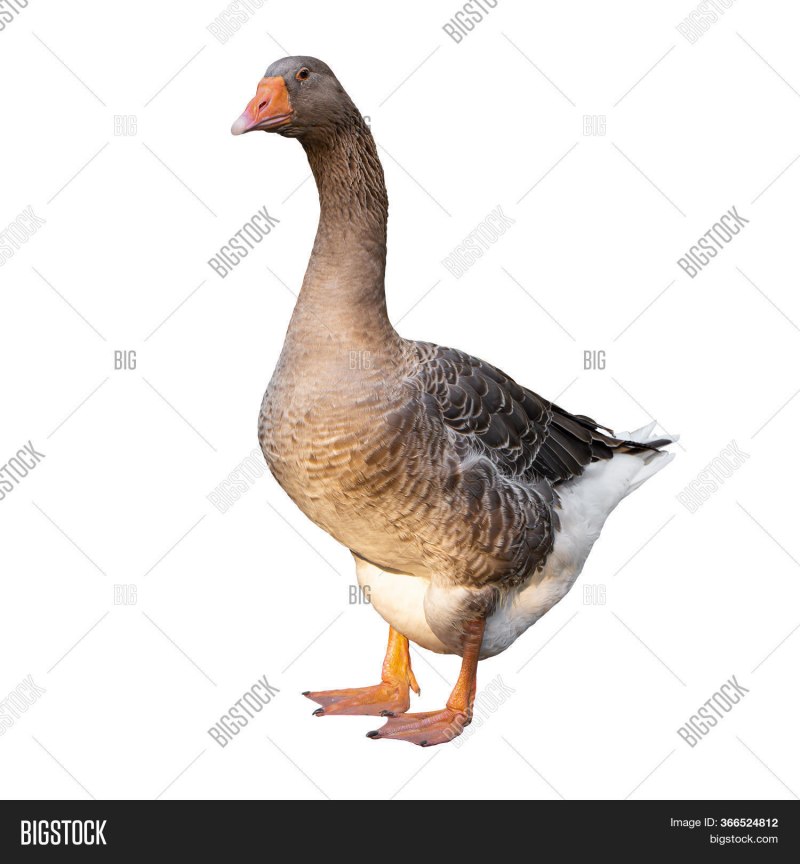 Дикие гуси