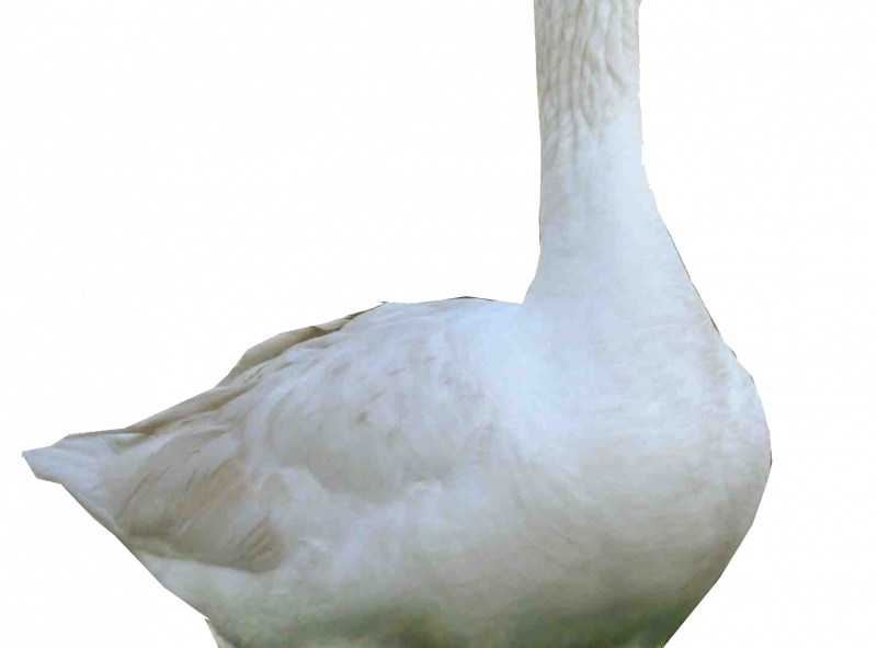 Дикие гуси