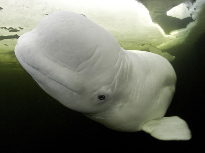 Beluga Jr ава