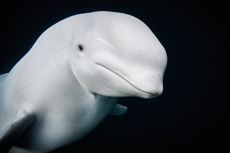 Упоротый Beluga
