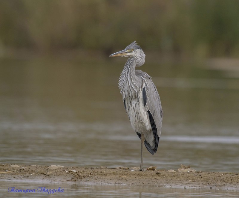 The Herons