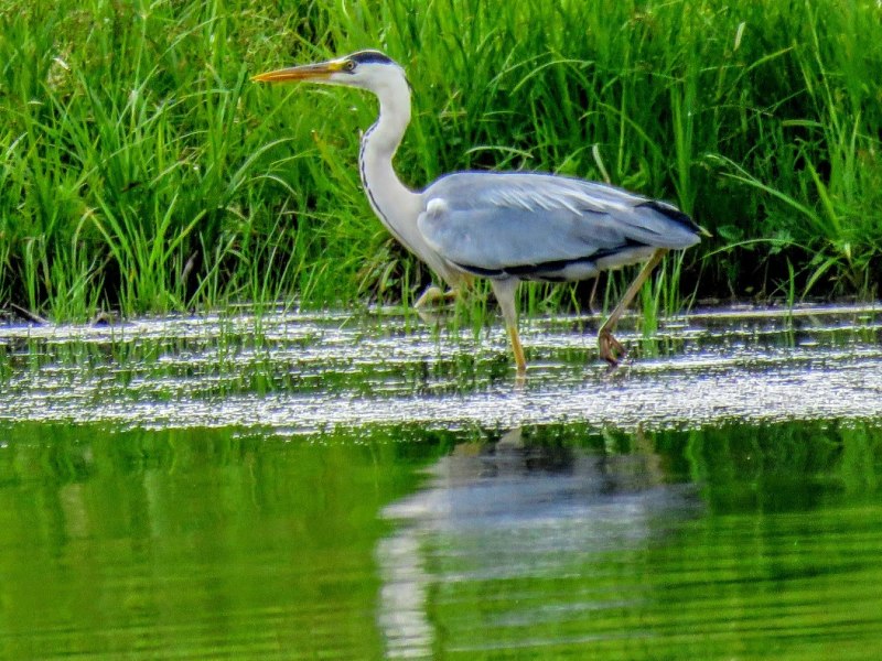 Heron swallow