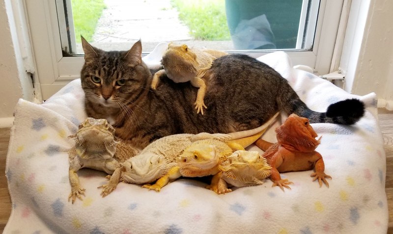 Кошка и птица