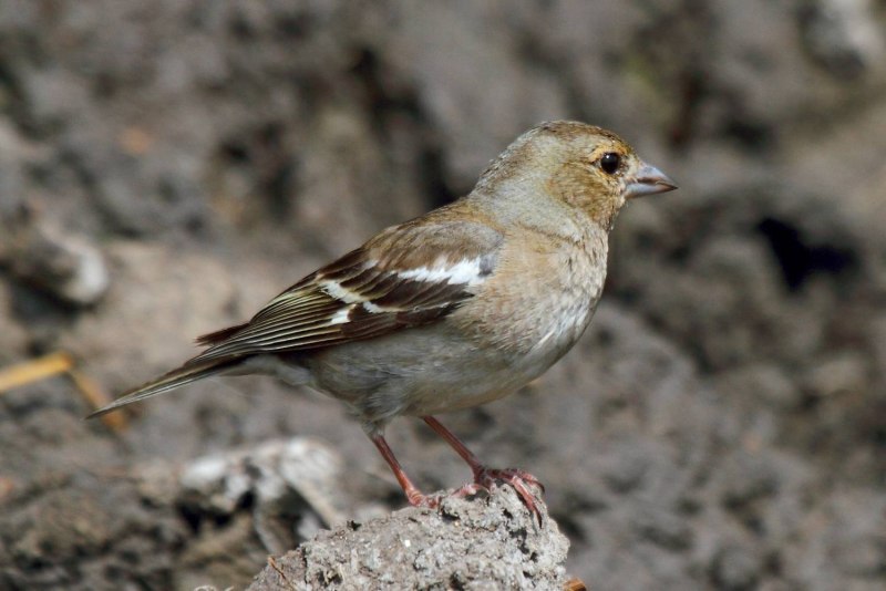 Garrulus glandarius