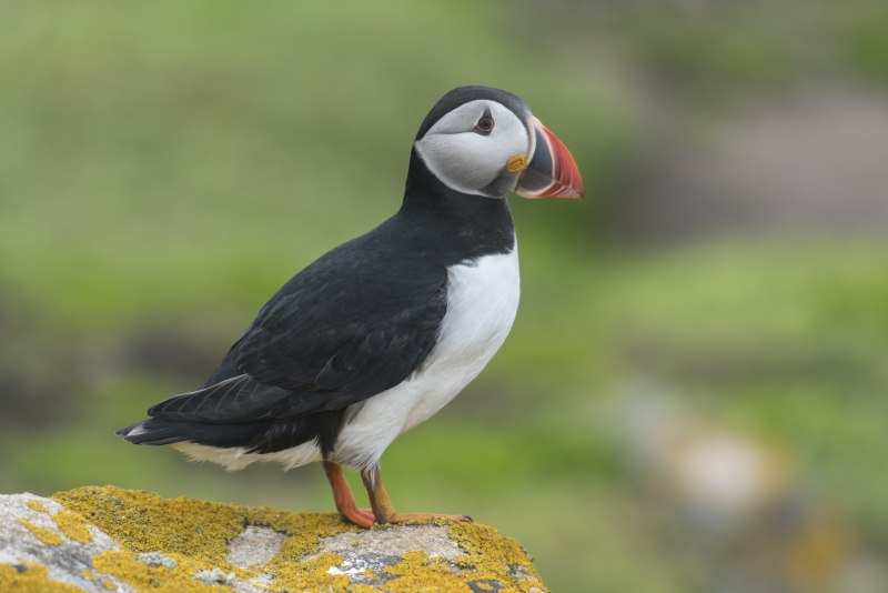 Garrulus glandarius