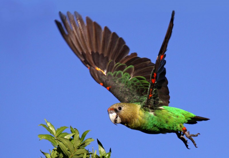 Poicephalus robustus