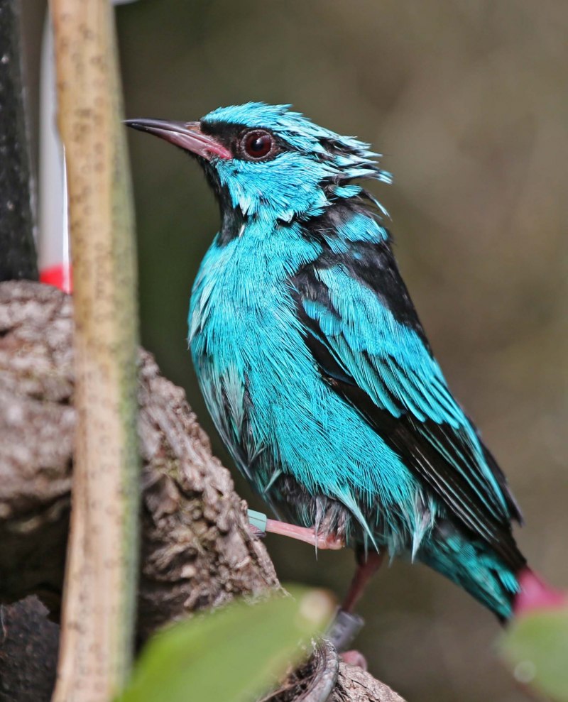 Dacnis cayana