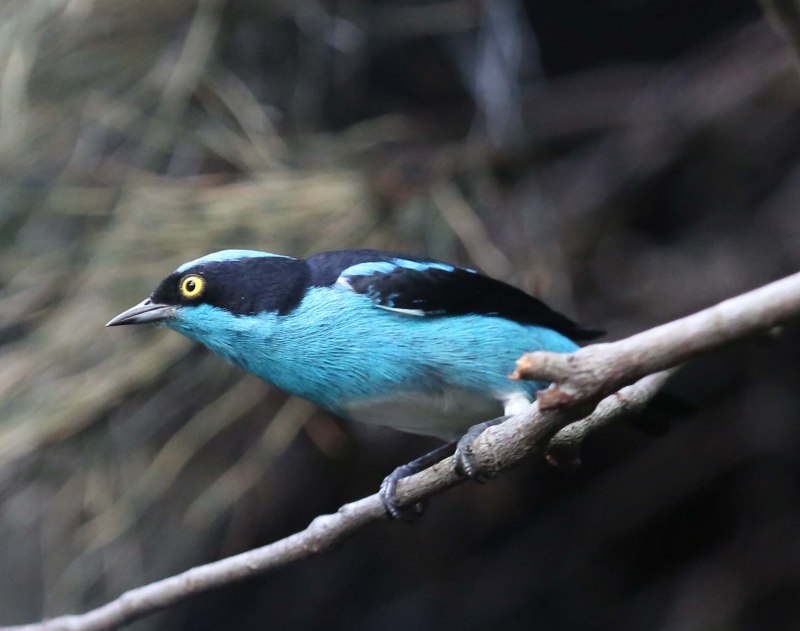 Blue Birds in Brazil