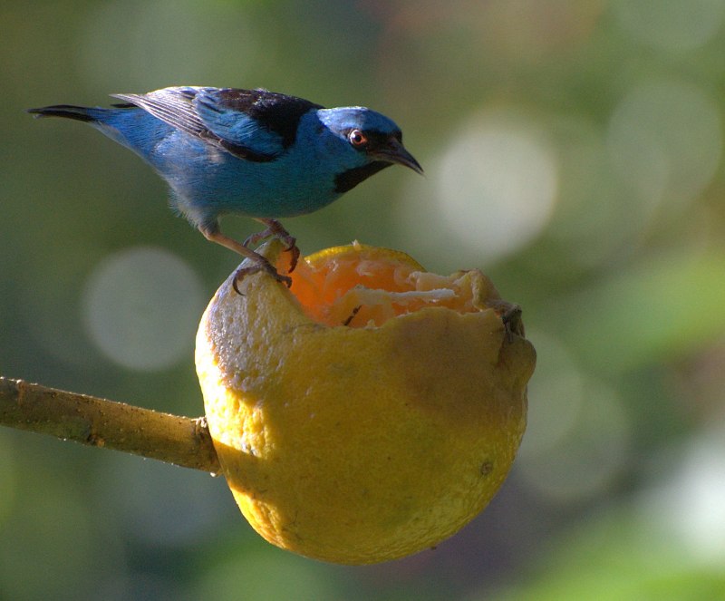 Scarlet-breasted Dacnis
