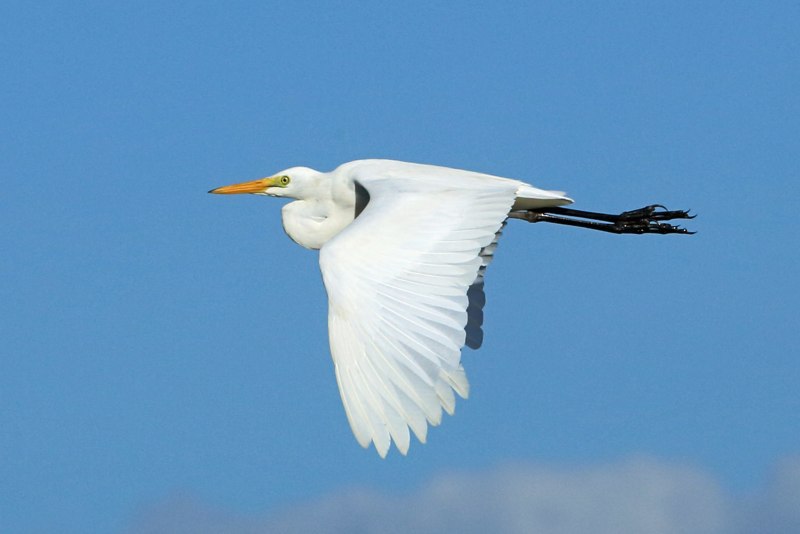 Common Egret