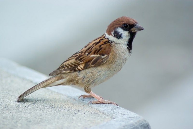 Домовый Воробей (passer domesticus)
