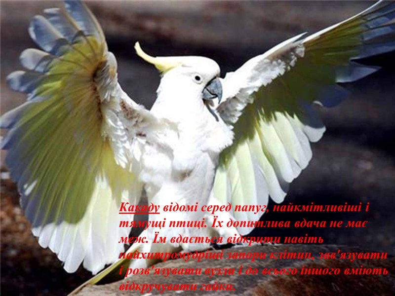 Крылья попугаев Какаду