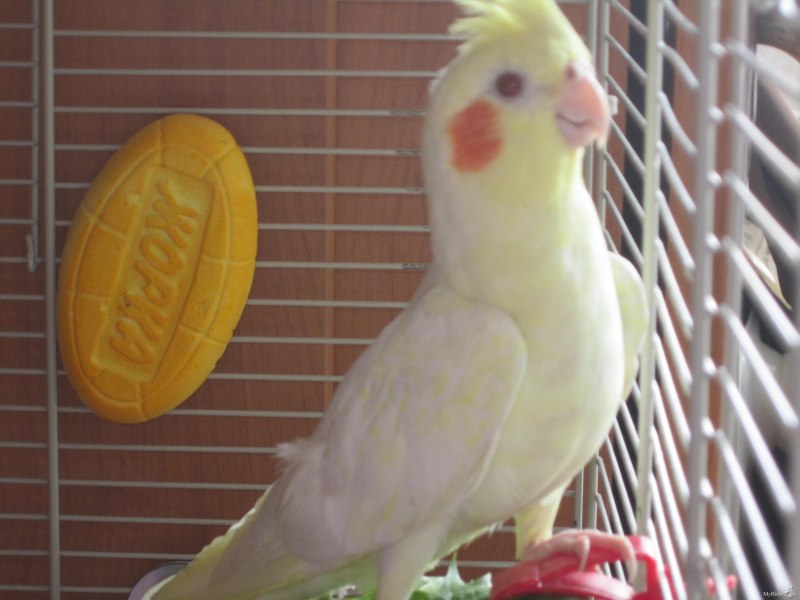 Корелла лютино ручная